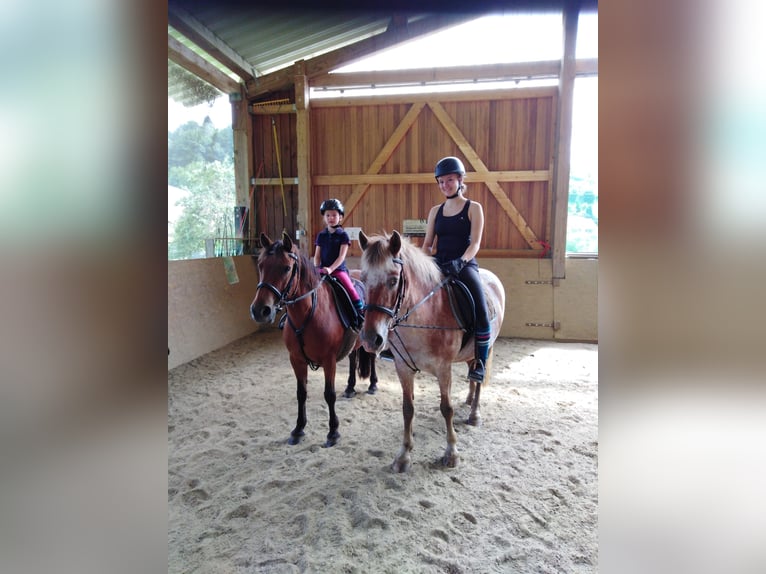 Horse riding holidays and riding courses in the Valley of Love (Lake Constance)