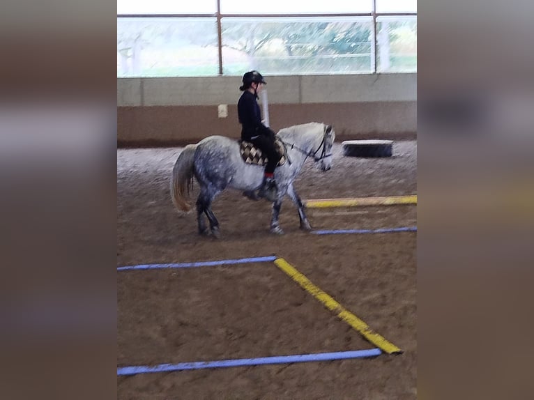 Horse riding holidays and riding courses in the Valley of Love (Lake Constance)