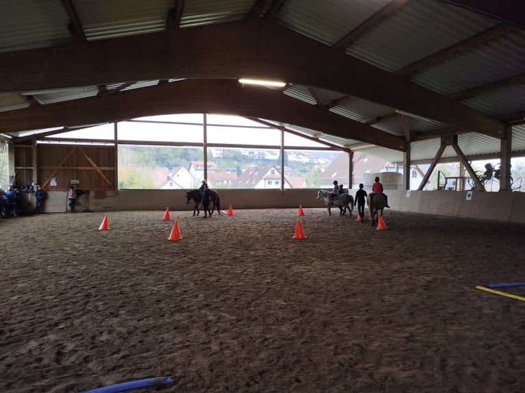 Horse riding holidays and riding courses in the Valley of Love (Lake Constance)