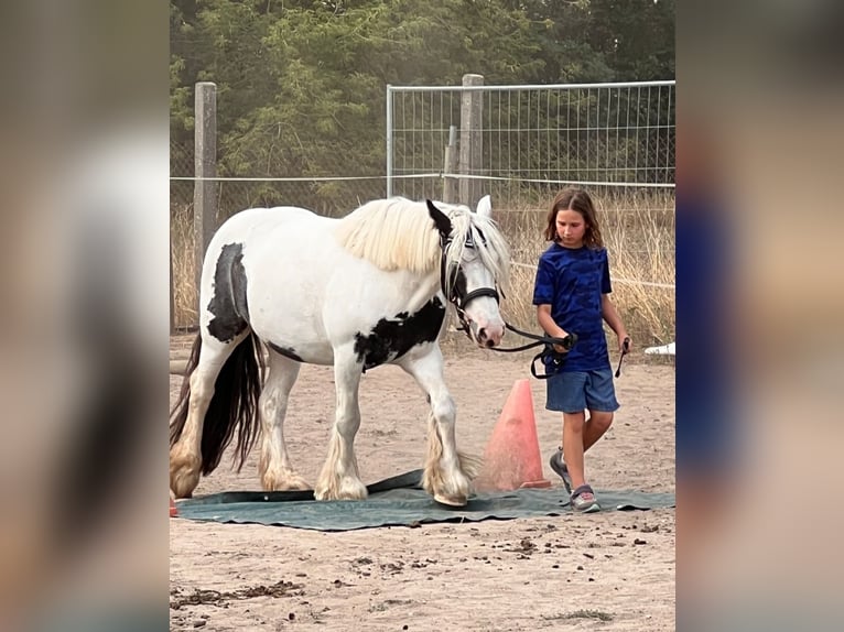 Horse riding holidays at the riding stable 🐎