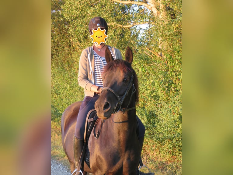 Horse riding holidays for girls, experiencing horses in a family-friendly atmosphere