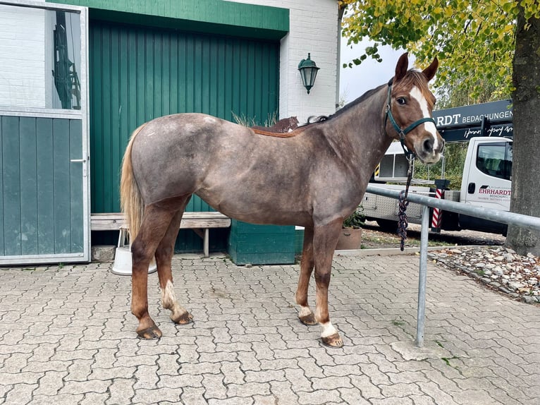 Kinder reiten/ Ponyschule/ Bambini reiten 