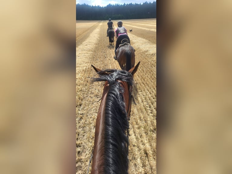 Reiterferien auf dem Reiterhof Lüneburger Heide