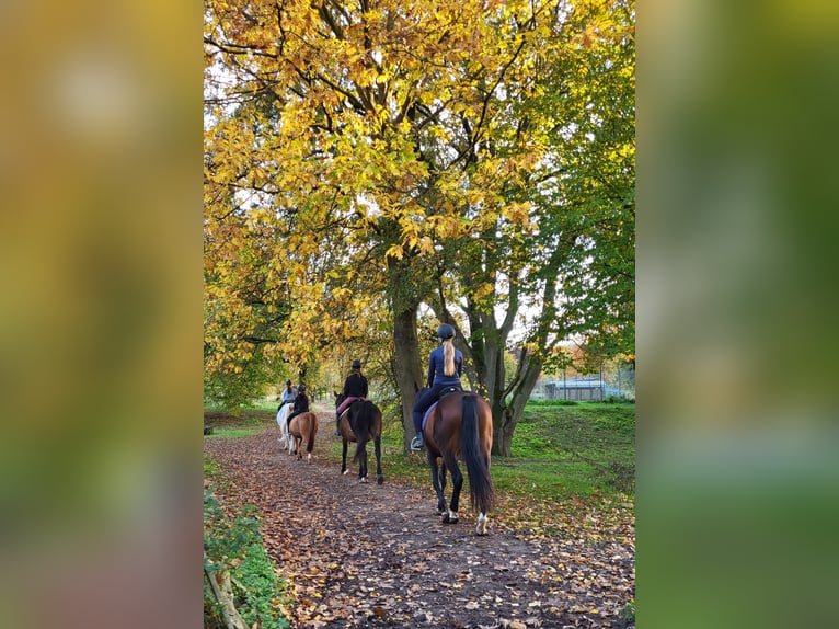 Reiterferien auf dem Reiterhof Lüneburger Heide