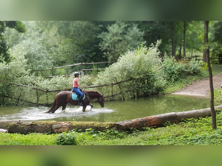 Reiterferien auf dem Reiterhof Lüneburger Heide