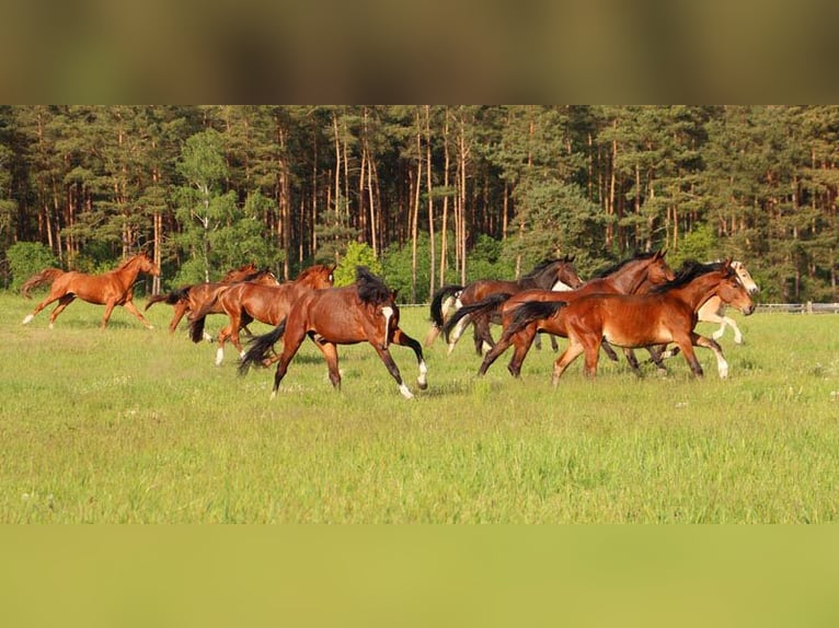 Reiterferien auf dem Reiterhof Lüneburger Heide