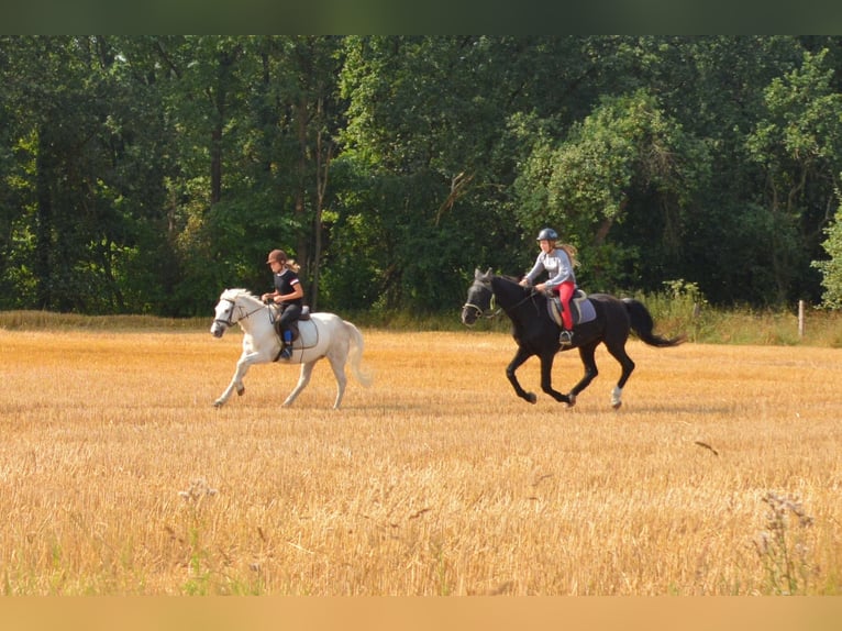 Reiterferien für Kinder in der Lüneburger Heide in kleinen Gruppen