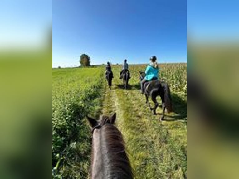 Reiterferien für Mädchen ab 10 Jahren in Mittelfranken, Fam. Atmosphäre, kleine Gruppen. 