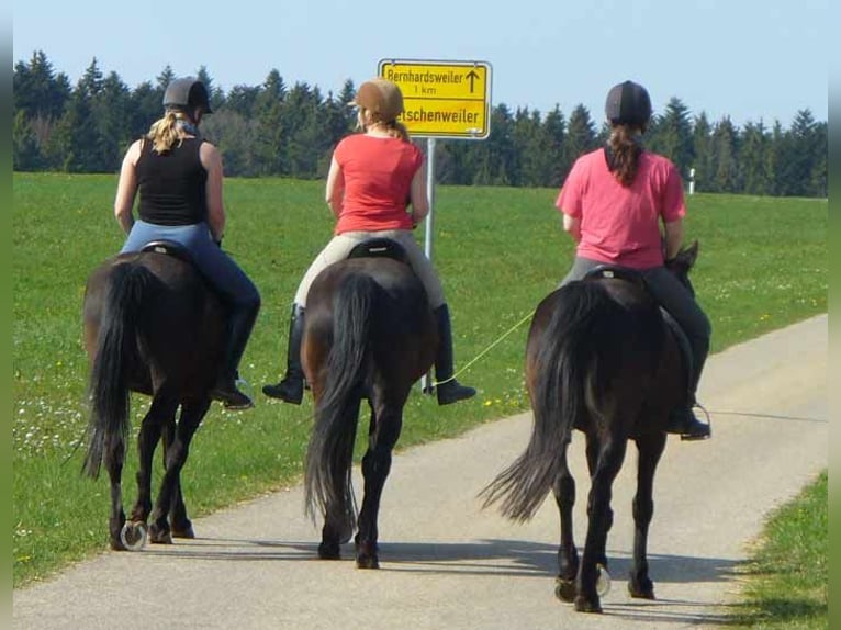 Reiterferien für Mädchen ab 10 Jahren in Mittelfranken, Fam. Atmosphäre, kleine Gruppen. 