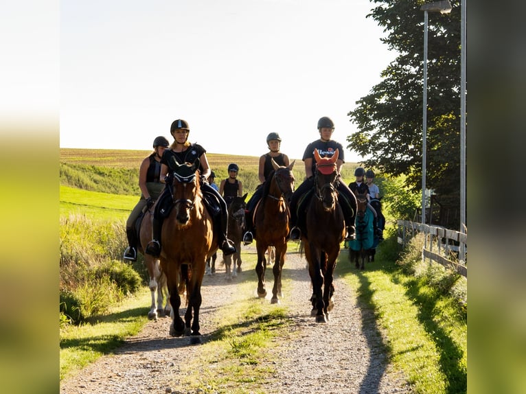 Riding holidays, riding camp, equestrian vacation, Pentecost / summer for girls aged 8 and above. Ba
