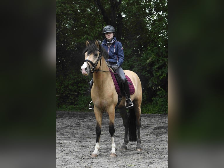 Unforgettable riding holidays at the pony stud farm