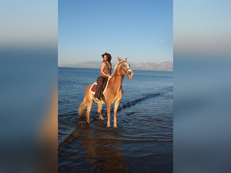 antalya horseback riding on the beach