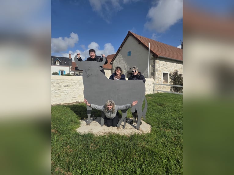 Family adventure at the heart of a stud farm – nature, horses, and well-being