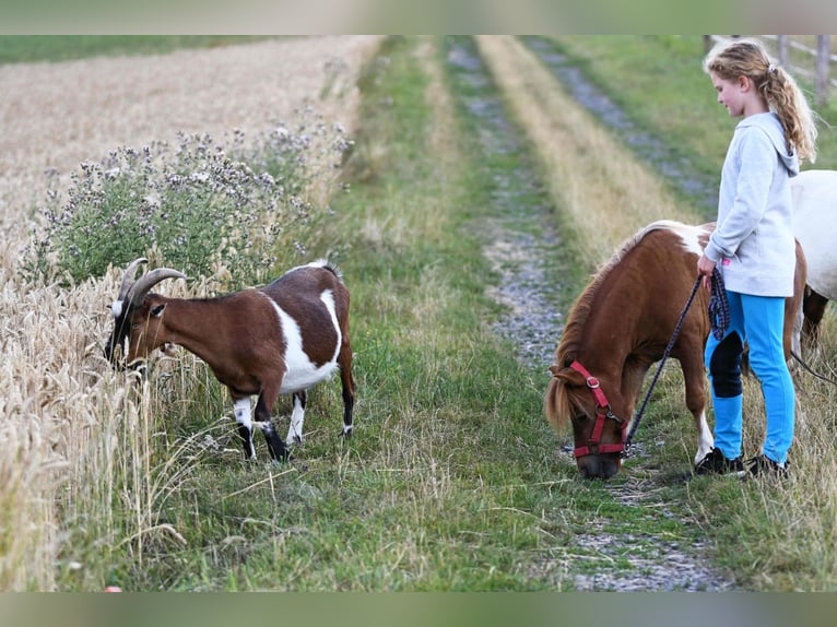Riding Holidays and Holiday Apartments in the Eder Valley – Talhof Equestrian Paradise