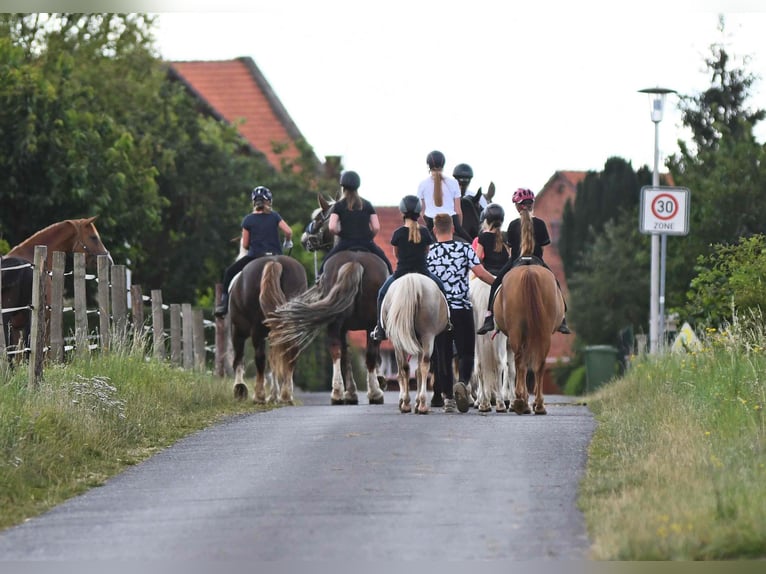 Riding Holidays and Holiday Apartments in the Eder Valley – Talhof Equestrian Paradise