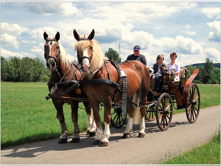 Riding Holidays and Holiday Apartments in the Eder Valley – Talhof Equestrian Paradise
