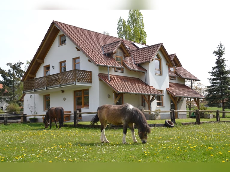 Riding Holidays and Holiday Apartments in the Eder Valley – Talhof Equestrian Paradise