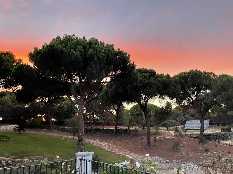 Reiterurlaub exklusiv auf unserem Lusitanogestüt 