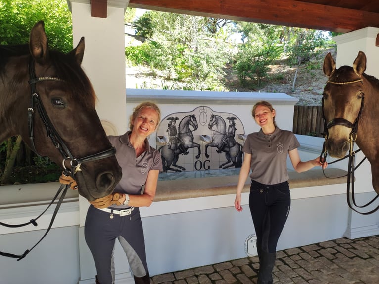 Reiterurlaub exklusiv auf unserem Lusitanogestüt 