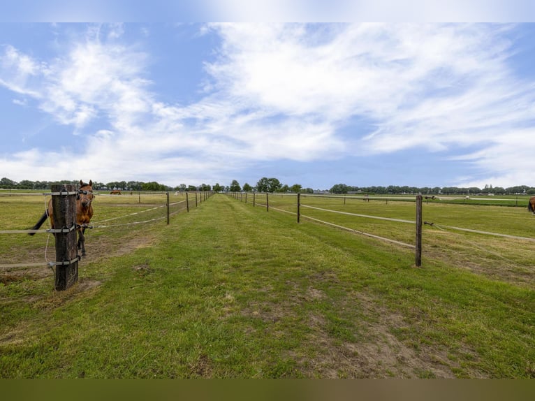 A complete equestrian facility with plenty of opportunities for the (semi)professional horse lover!