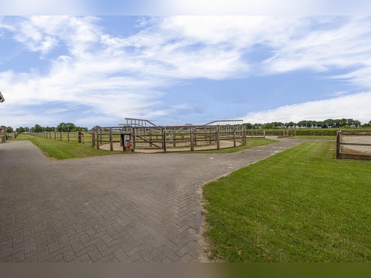 A complete equestrian facility with plenty of opportunities for the (semi)professional horse lover!