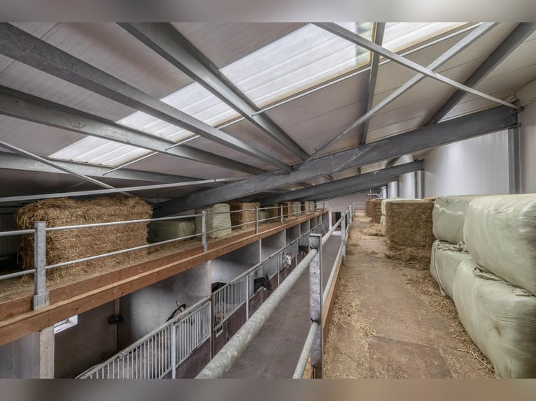 A complete equestrian facility with plenty of opportunities for the (semi)professional horse lover!