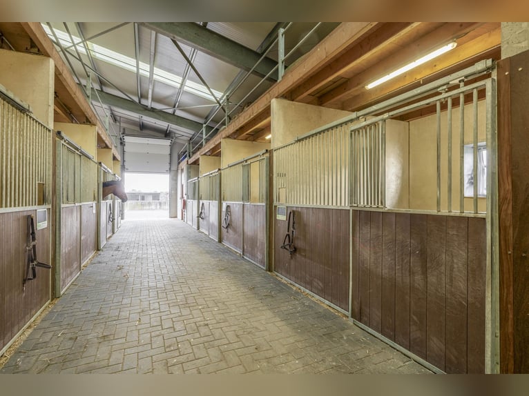 A complete equestrian facility with plenty of opportunities for the (semi)professional horse lover!