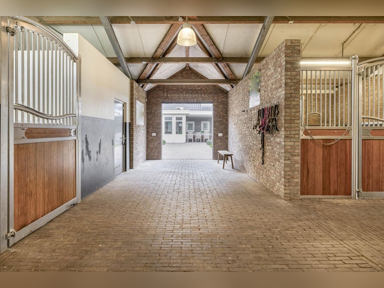 A stunning location for the happiness of horses!