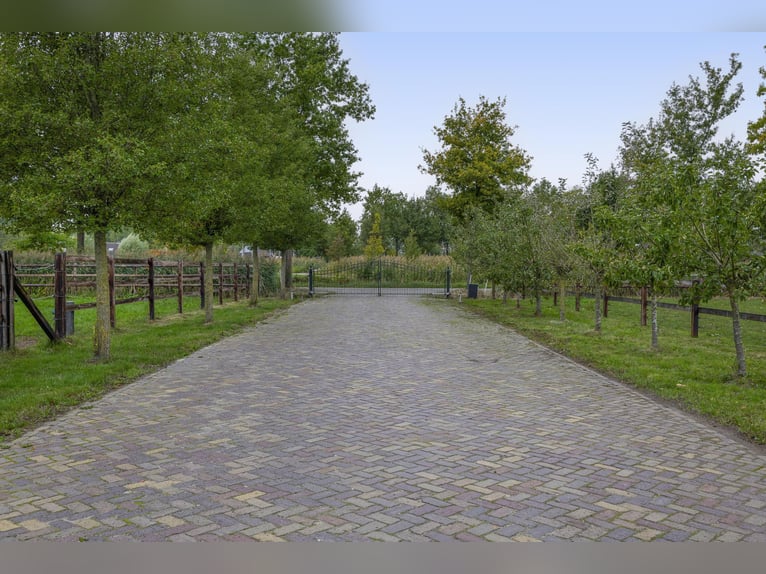 A stunning location for the happiness of horses!