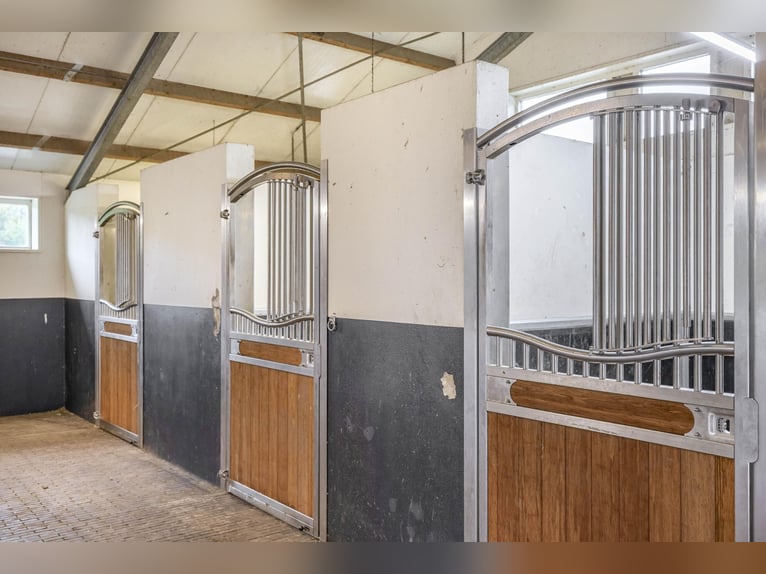 A stunning location for the happiness of horses!