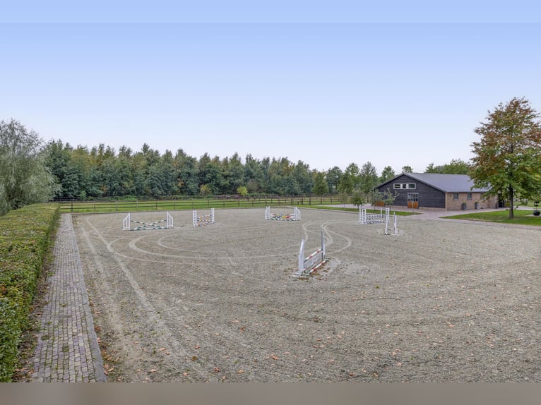 A stunning location for the happiness of horses!