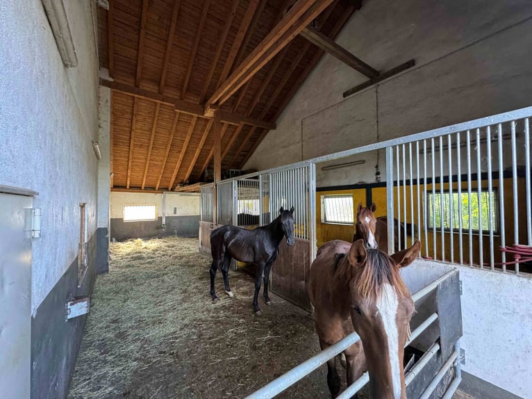 Auserlesene Pferdeimmobilie mit viel Potenzial in ländlicher Lage Nähe Montabaur