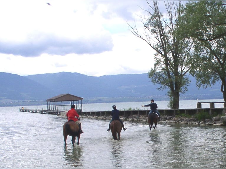 Avenches: Equestrian living at its best: box packages with apartment / studio