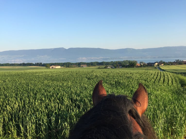 Avenches: Equestrian living at its best: box packages with apartment / studio