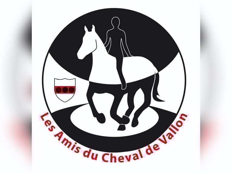 Avenches: Equestrian living at its best: box packages with apartment / studio