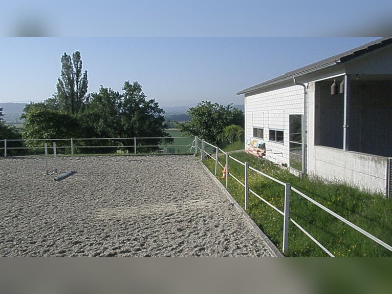 Avenches: Equestrian living at its best: box packages with apartment / studio