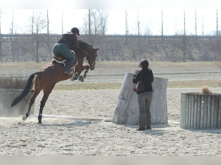 Avenches: Equestrian living at its best: box packages with apartment / studio