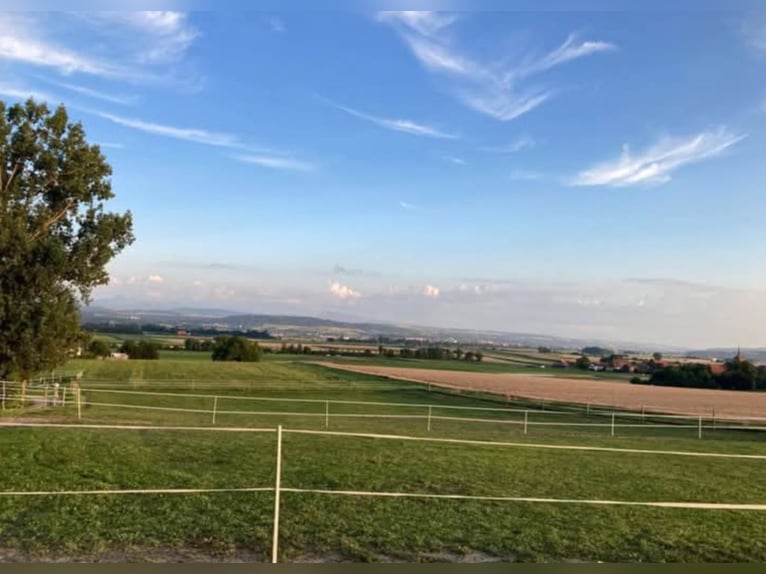 Avenches: Equestrian living at its best: box packages with apartment / studio