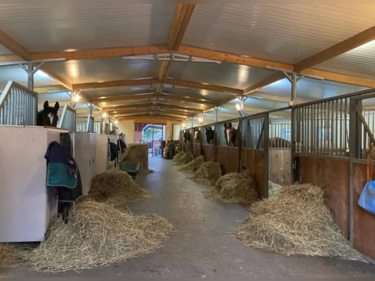 Avenches: Equestrian living at its best: box packages with apartment / studio