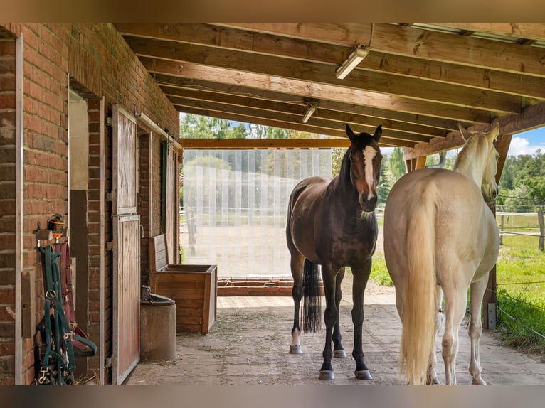 Beautiful country estate for horse enthusiasts