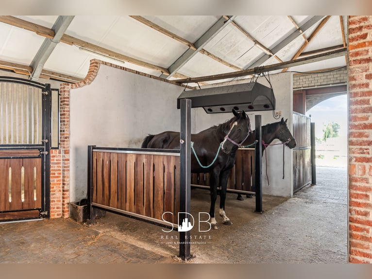 Beautiful country house with equestrian facilities on 2.59 hectares in Antwerp | Belgium