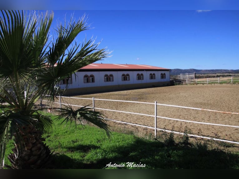 Beautiful Estate Fully Equipped for Horses