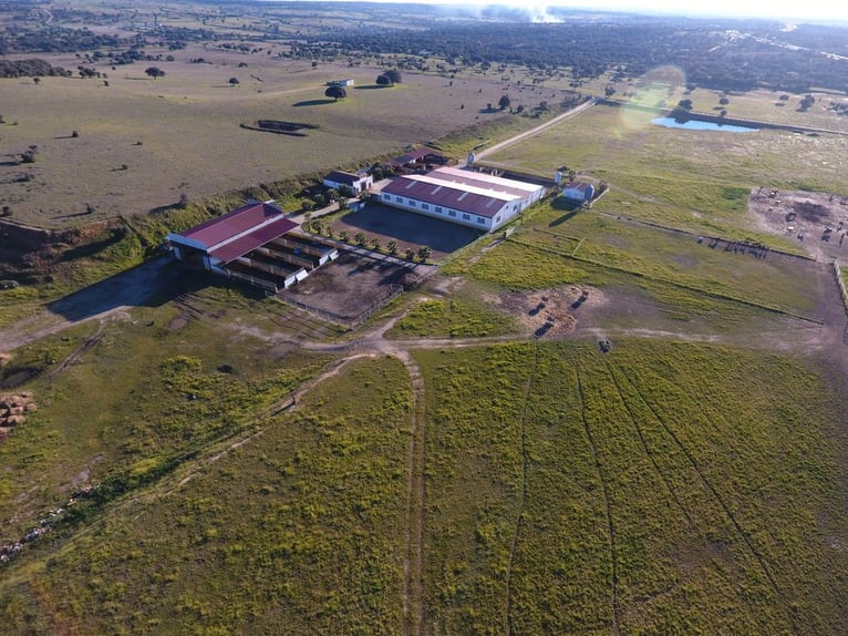 Beautiful Estate Fully Equipped for Horses