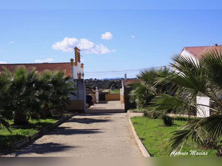 Beautiful Estate Fully Equipped for Horses