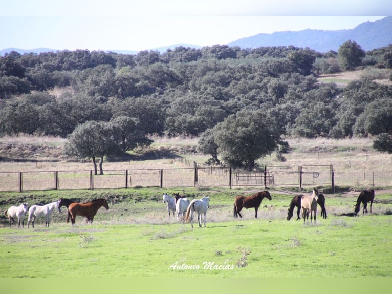 Beautiful Estate Fully Equipped for Horses