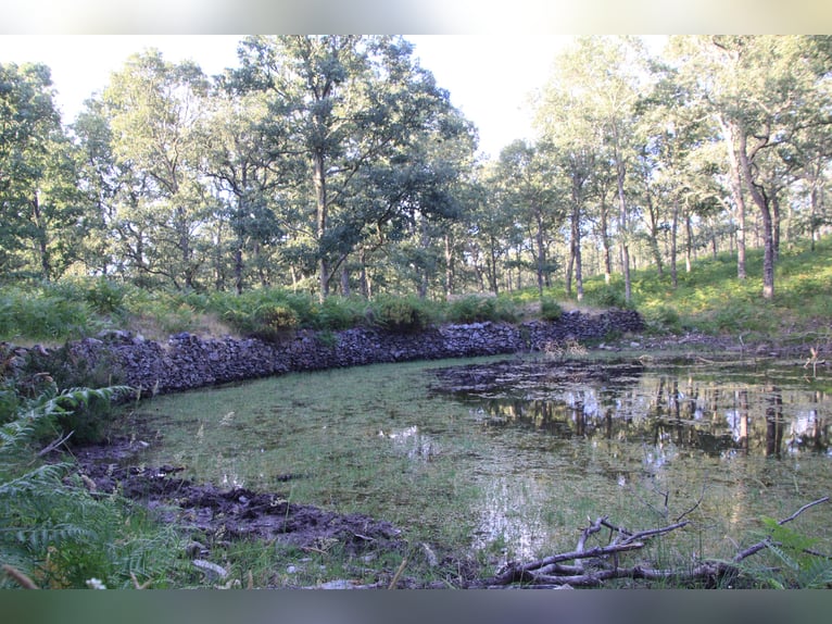 Beautiful estate with a cortijo in Salamanca – 200 hectares