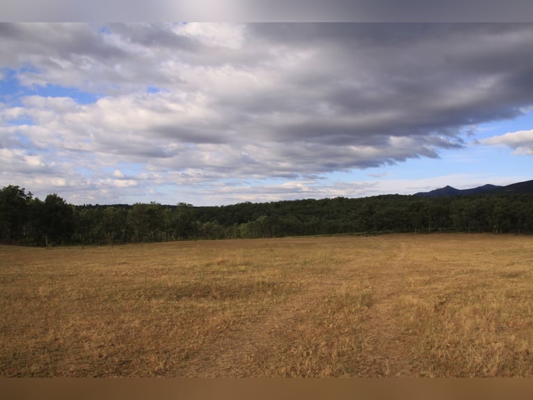 Beautiful estate with a cortijo in Salamanca – 200 hectares