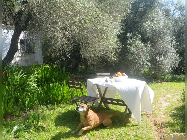 Beautiful finca nestled amidst stunning natural surroundings