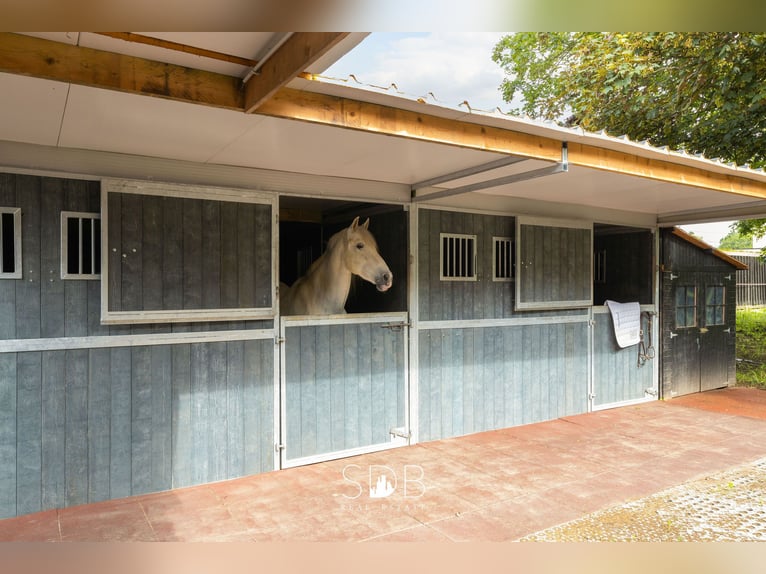 Beautiful villa with swimming pool, horse stables, paddock, and pasture on 1.3 hectares – 1790 Affli