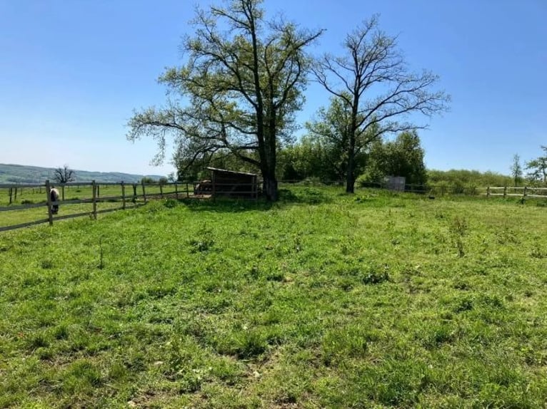 Breeding and trading stable for horses